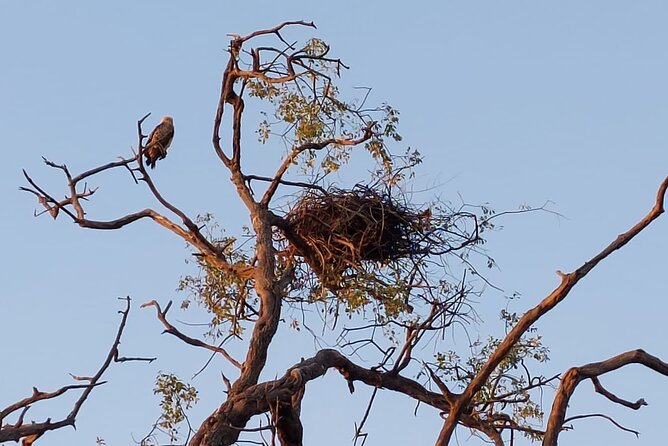 Chobe Day Trip from Victoria Falls - Three hours on the Chobe River