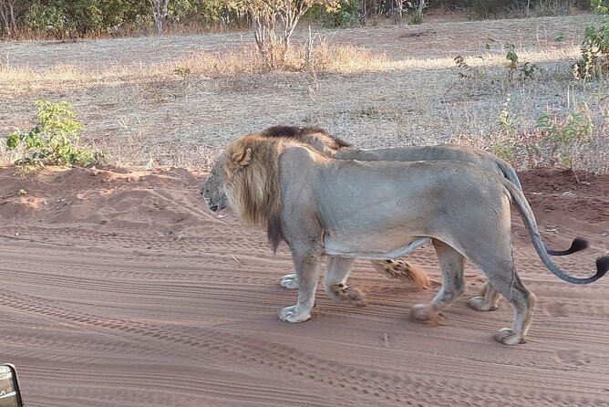 Chobe Day Trip from Victoria Falls - Lunch and the shift to a land safari
