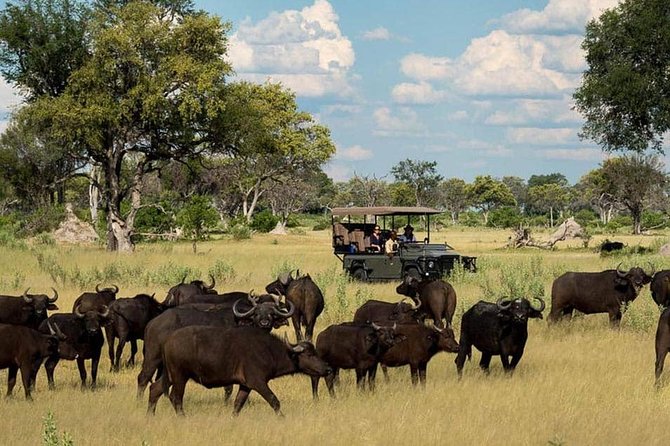 Chobe Day Trip Starting From Victoria Falls - The open-Jeep game drive across Chobe