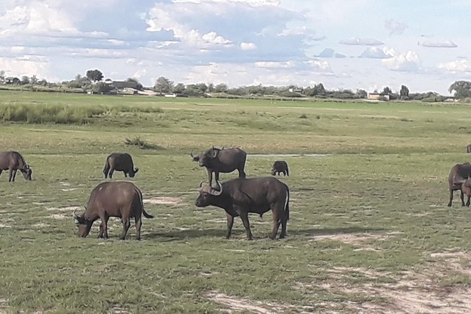 Chobe Day Trip Starting From Victoria Falls - What the $190 price really buys you