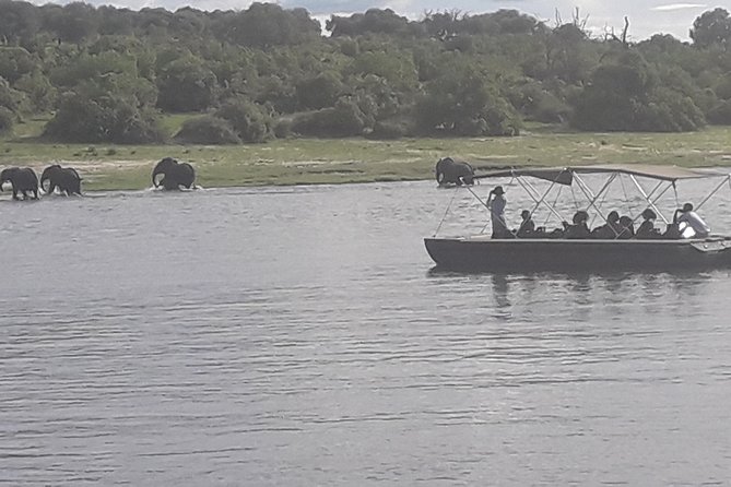 Chobe Day Trip Starting From Victoria Falls - Who will get the most from this safari