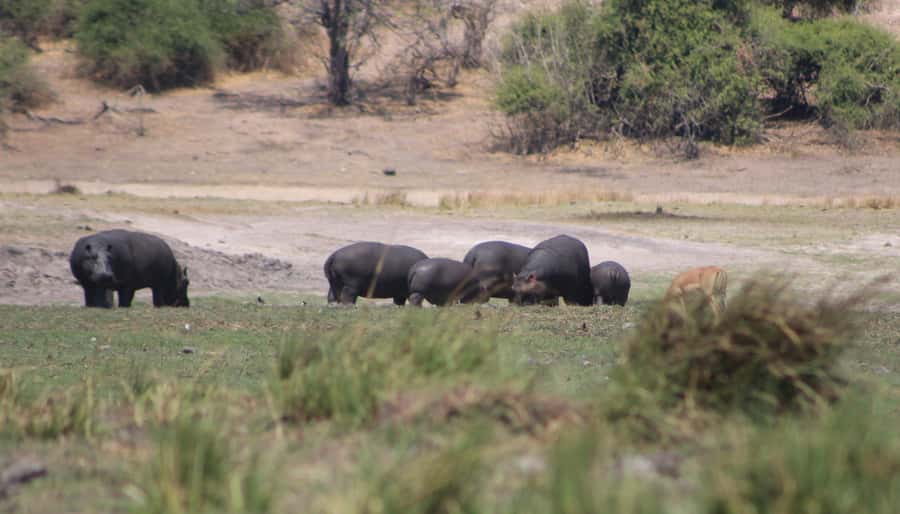 Chobe Extended Day Trip - Key points at a glance