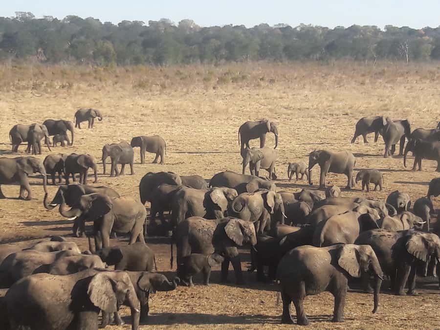 Chobe Extended Day Trip - Crossing the border into Botswana