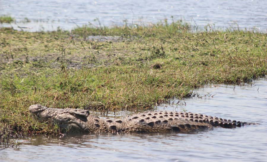Chobe Extended Day Trip - Lunch and a midday pause