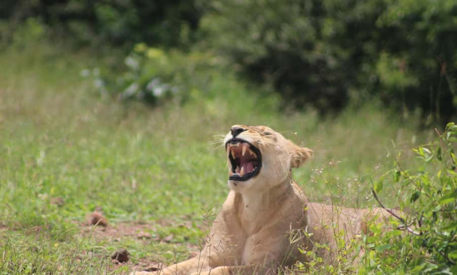 Chobe Extended Day Trip - Three hours on the Chobe River