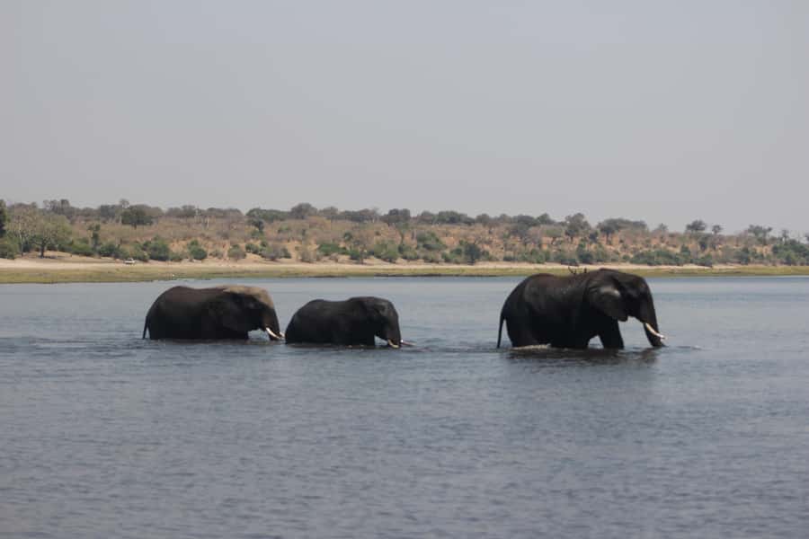 Chobe Extended Day Trip - What the $245 price really covers