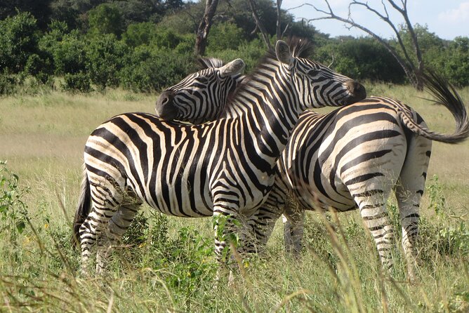 Chobe Extended Day Trip from Victoria Falls - Small Group - The 5:30 AM pickup from Victoria Falls