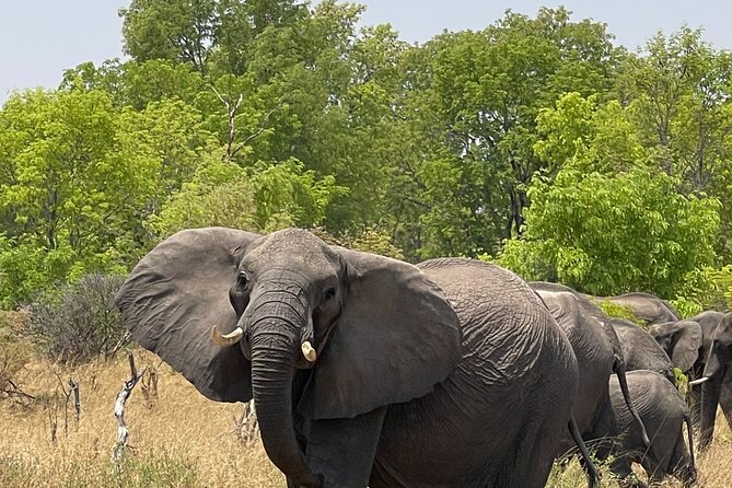 Chobe Extended Day Trip from Victoria Falls - Small Group - Chobe National Park by open 4x4