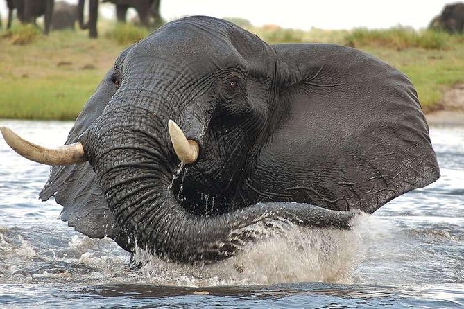 Chobe Extended Day Trip from Victoria Falls - Zimbabwe - Is the $265 Price Fair?