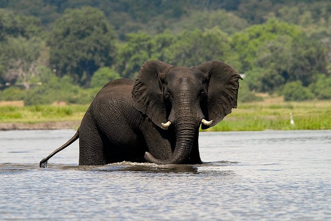 Chobe Full Day Safari Trip - Key points to know before booking