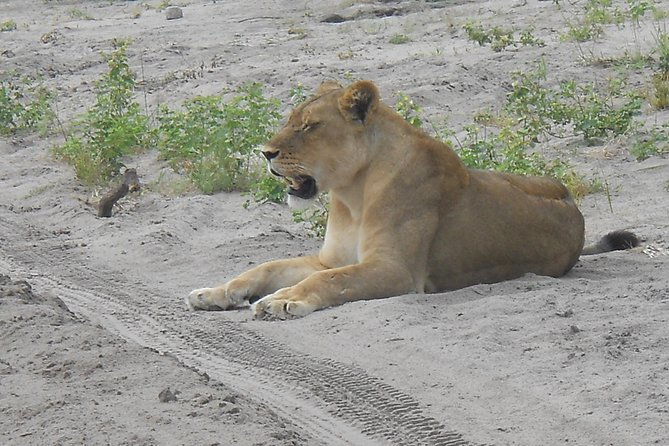 Chobe Full Day Safari Trip - A full Chobe day from Victoria Falls