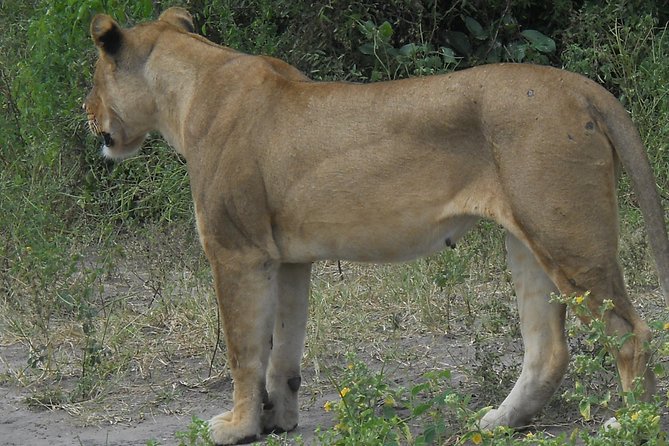 Chobe Full Day Safari Trip - Buffet lunch by the river