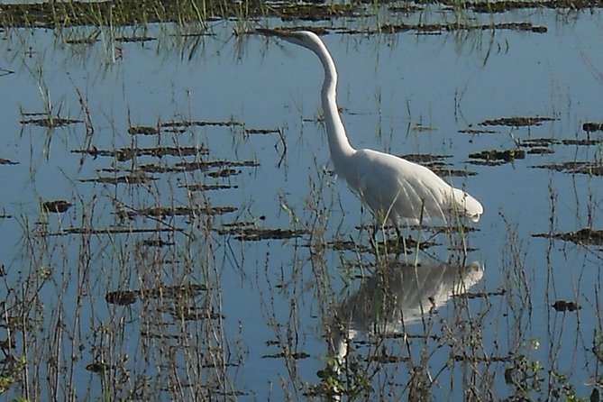 Chobe Full Day Safari Trip - What makes the guides important