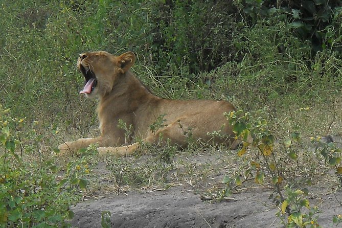 Chobe Full Day Safari Trip - Who will get the most from this tour