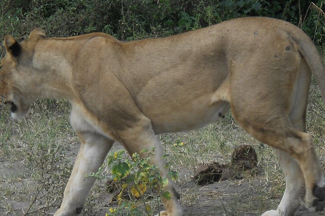 Chobe Full Day Safari Trip - Is $180 good value?