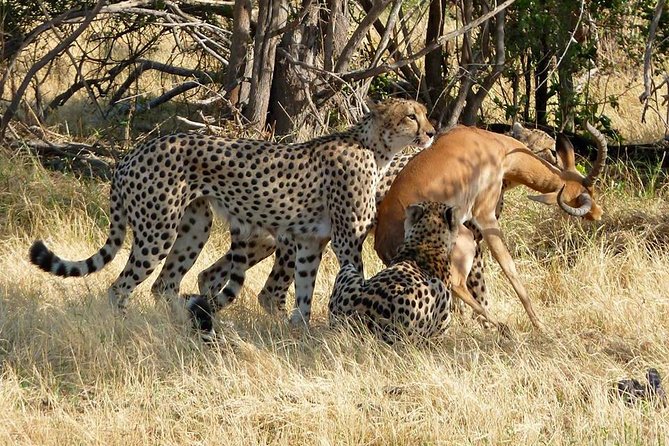 Chobe Full day Safari with Victoria falls Sunrise Tour Combo - Buffet lunch with a view toward Namibia