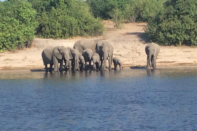 Chobe Full day Trip - Is $175 good value?