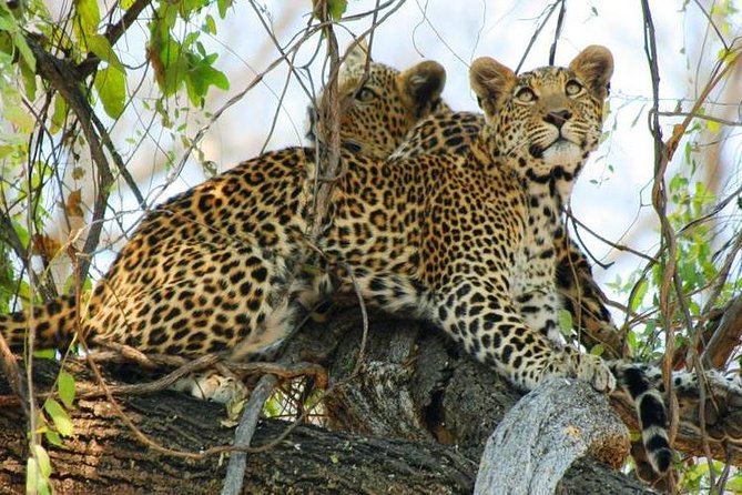 Chobe Full Day Trip From Victoria Falls - The morning game drive inside Chobe