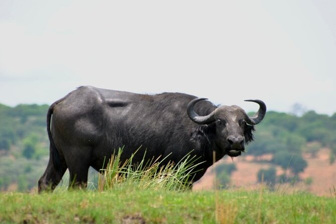 Chobe Full Day Trip From Victoria Falls - What $164 buys you