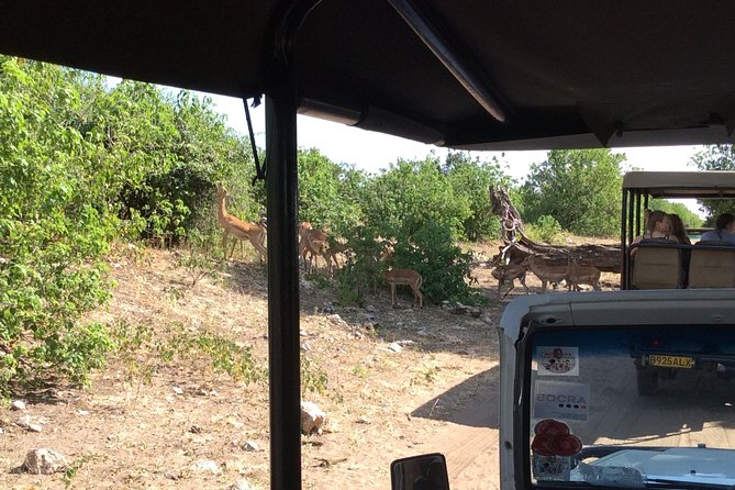 Chobe Full day Trip - The 7:00 am pickup and 50-minute drive