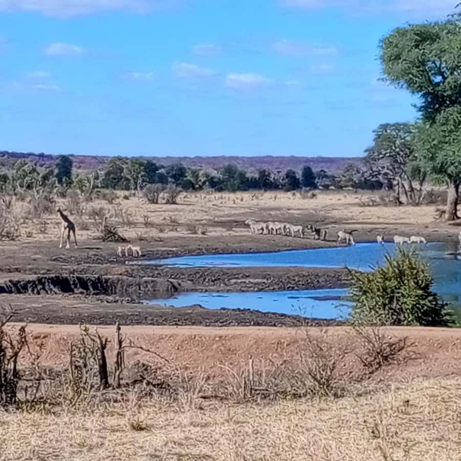 Chobe Half Day Trip from Victoria Falls - Crossing into Botswana without surprises