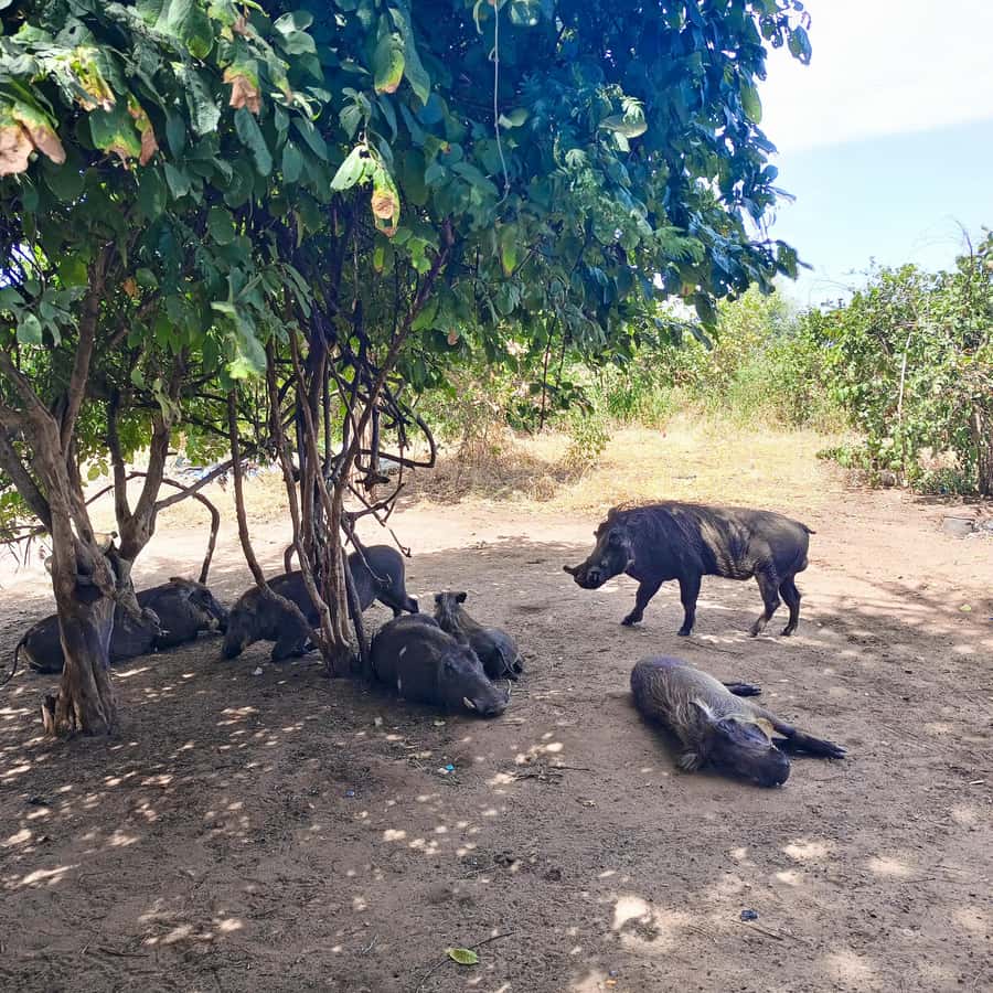 Chobe Half Day Trip from Victoria Falls - Choosing the Chobe River cruise