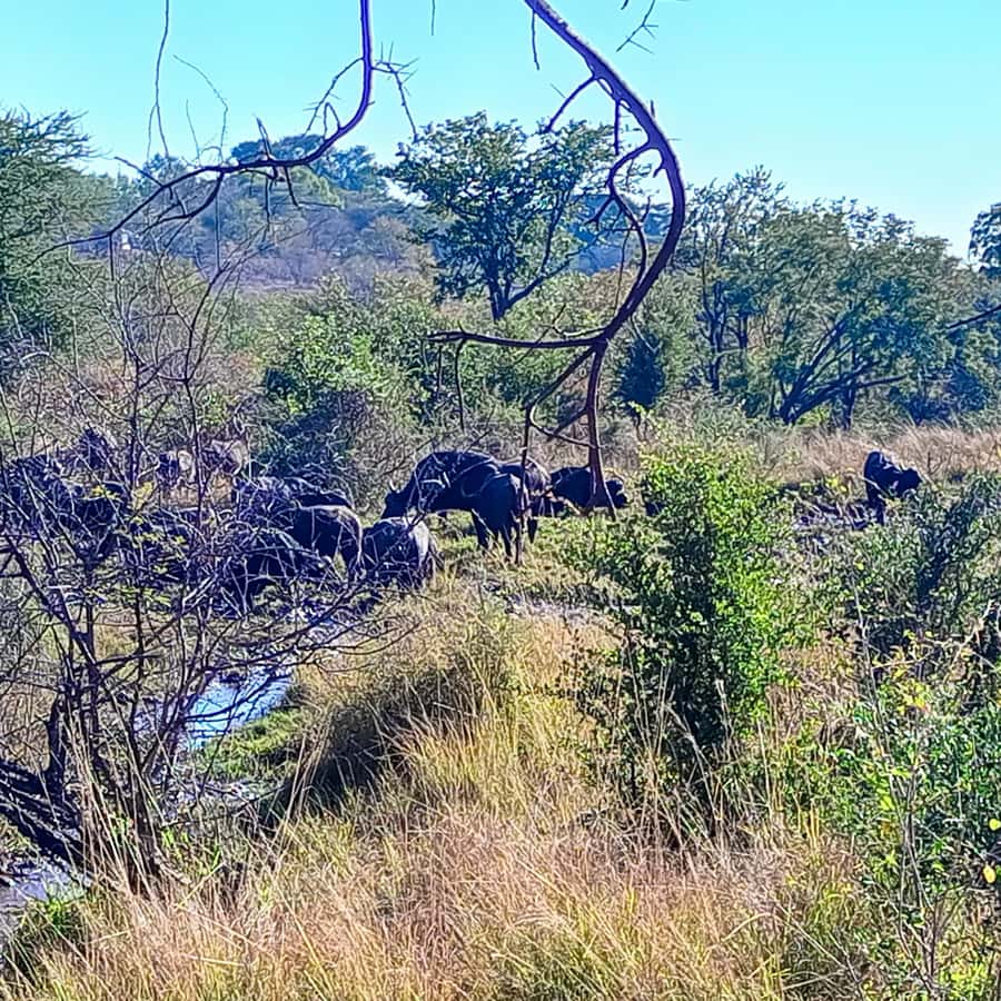Chobe Half Day Trip from Victoria Falls - Is $115 a fair price?