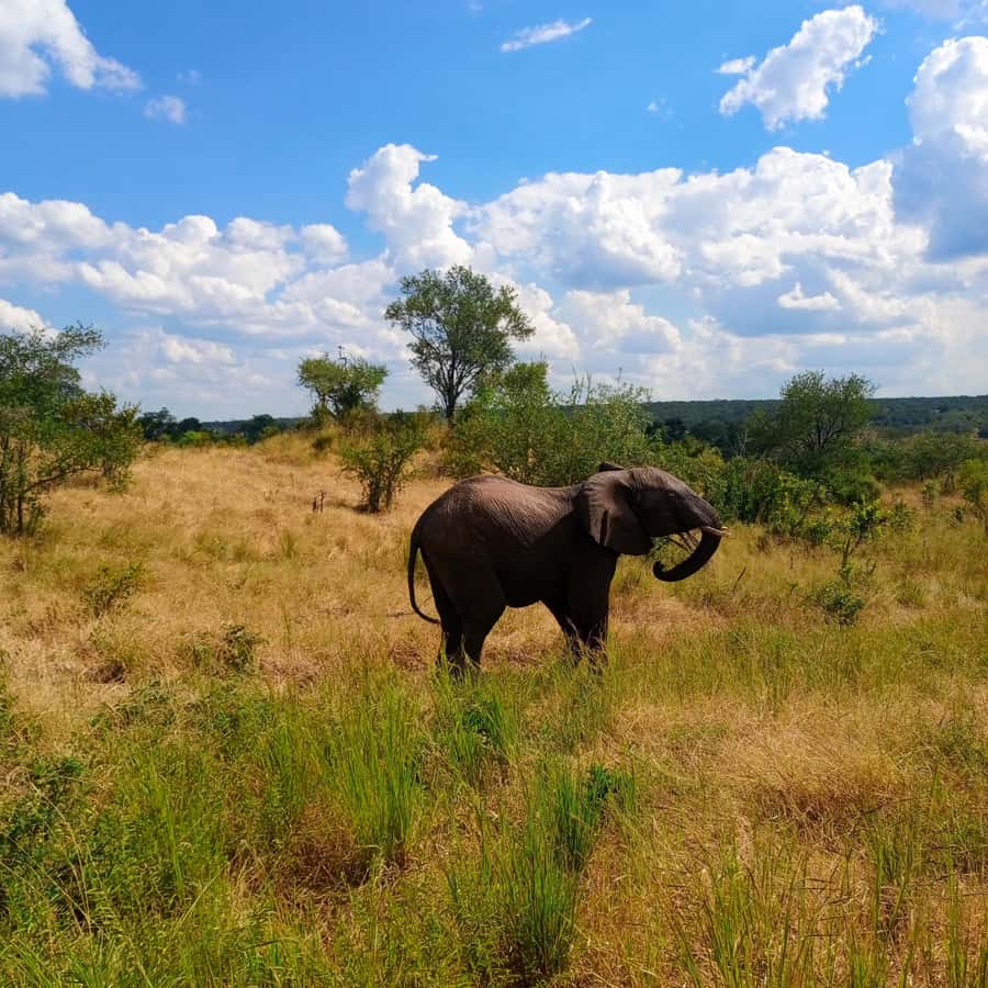 Chobe Half Day Trip from Victoria Falls - Who should book this outing?