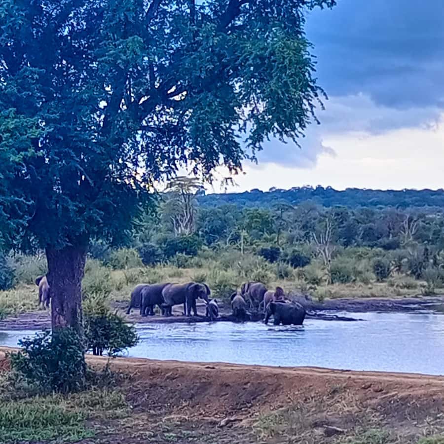 Chobe Half Day Trip from Victoria Falls - What the feedback tells you about service