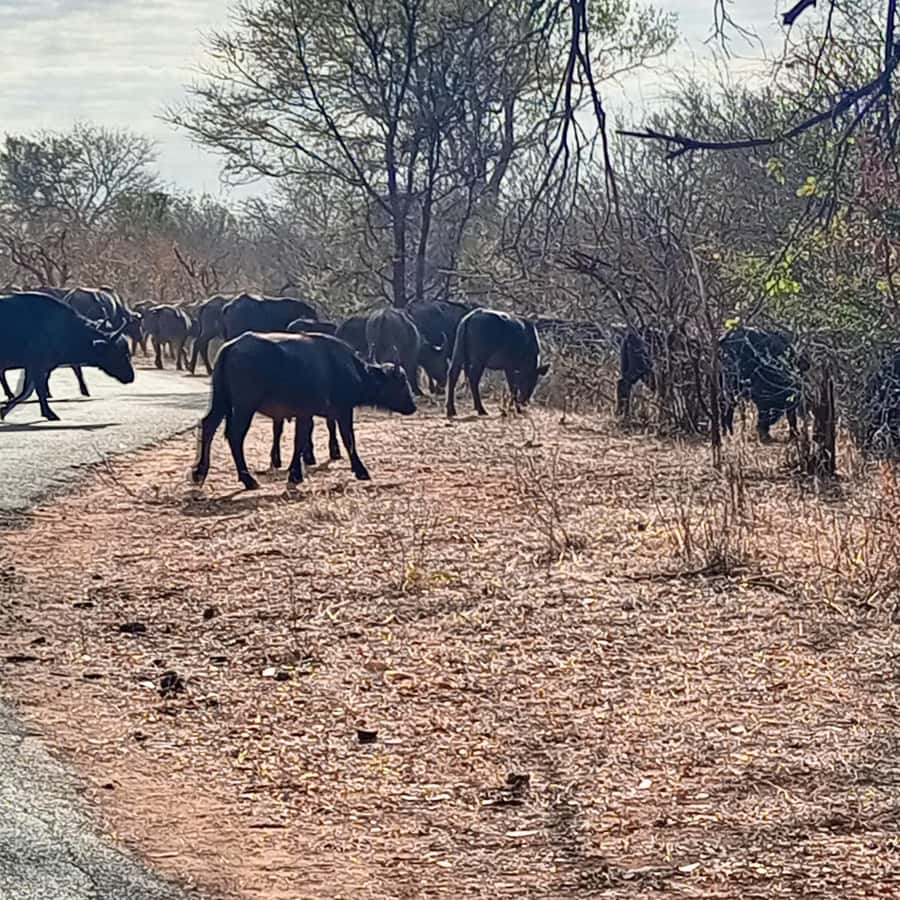 Chobe Half Day Trip from Victoria Falls - Leaving Victoria Falls between 7:00 and 7:30
