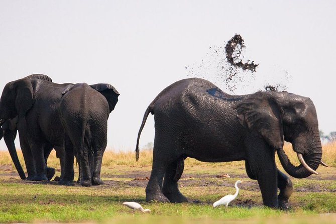 Chobe National Park 4X4 Day Safari and River Cruise - Lunch at Chobe Safari Lodge