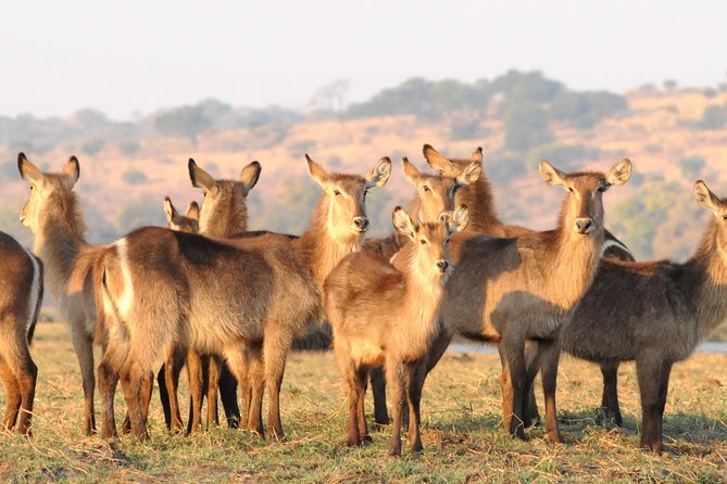 Chobe National Park 4X4 Day Safari and River Cruise - The afternoon open 4x4 safari