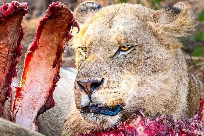 Chobe National Park from Victoria Falls - Key points to know before you book