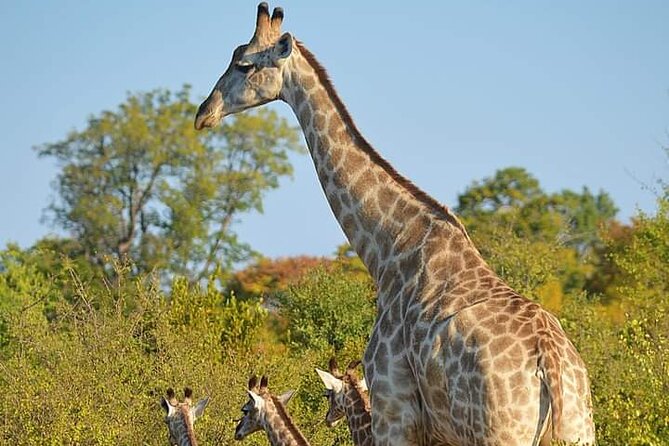 Chobe National Park from Victoria Falls - Why Chobe makes sense as a day trip from Victoria Falls