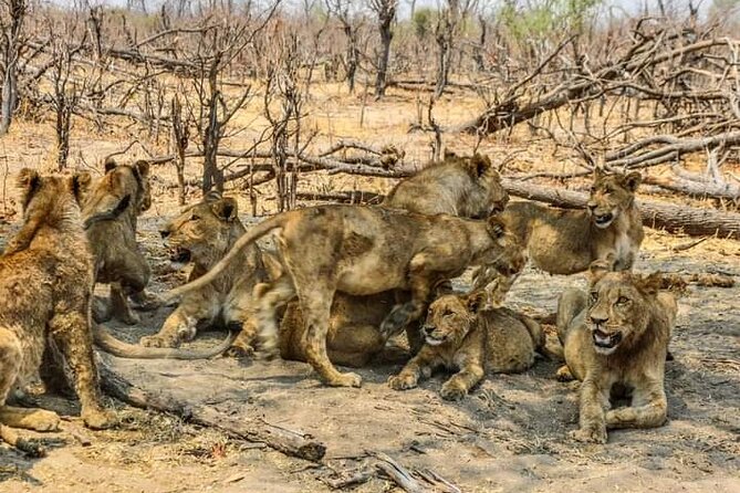 Chobe National Park from Victoria Falls - The Chobe River boat safari