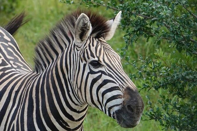 Chobe National Park from Victoria Falls - The 4WD game drive after the river