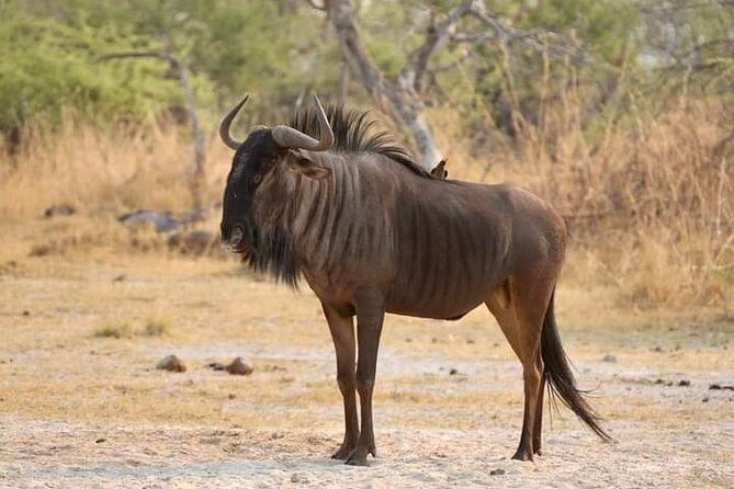 Chobe National Park from Victoria Falls - Lunch and the middle of the day