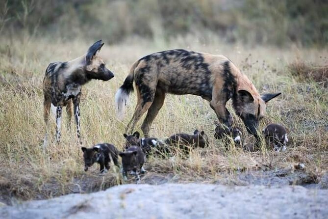 Chobe National Park from Victoria Falls - Is $170 good value?
