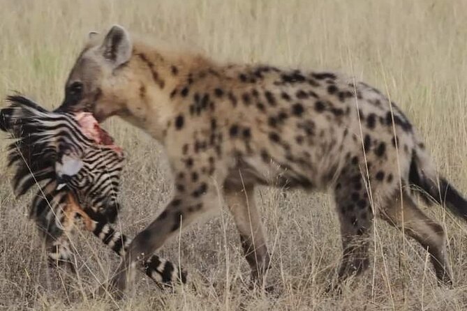 Chobe National Park from Victoria Falls - The long return to Victoria Falls