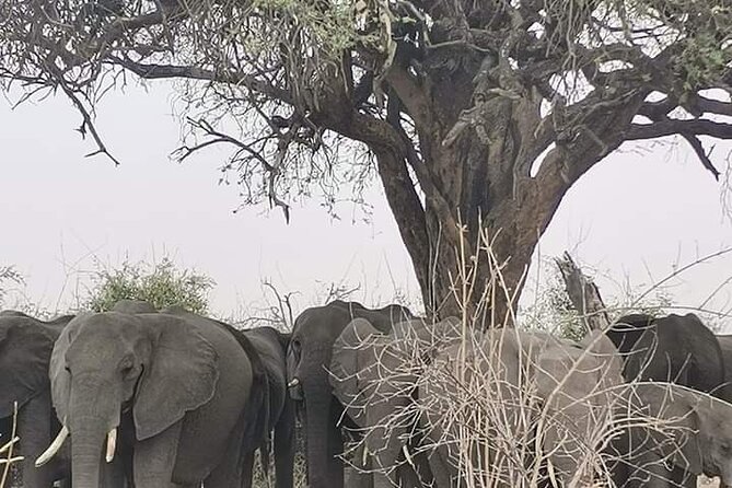 Chobe National Park from Victoria Falls - Crossing at Kazungula