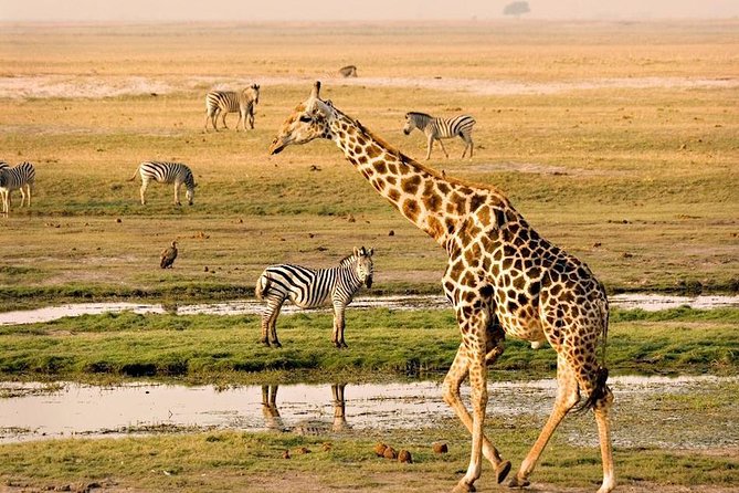 Chobe National Park Full Day Safari (Botswana) - Why Chobe Works as a One-Day Add-On From Victoria Falls