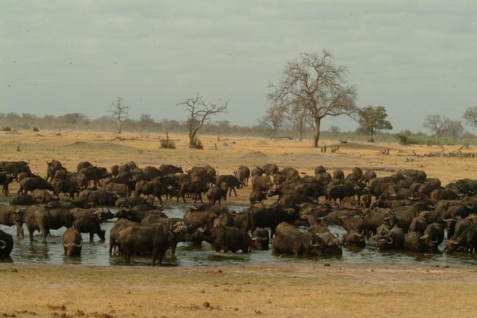 Chobe National Park Full Day Safari (Botswana) - Chobe Safari Lodge, the Practical Center of the Day