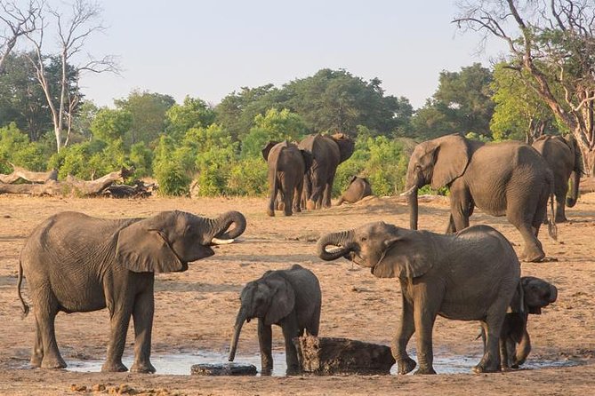 Chobe National Park Full Day Safari (Botswana) - The 4WD Game Drive Through Chobe National Park
