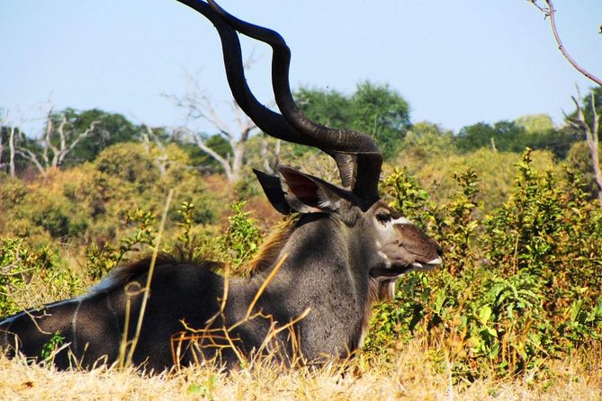 Chobe National Park Full Day Safari (Botswana) - What $200 Means in Real Travel Value
