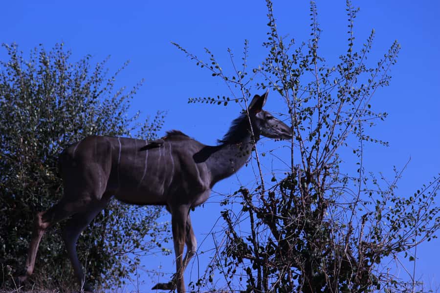 Chobe National Park: Game Drive, Boat Tour, and Lunch - Key points to know before booking