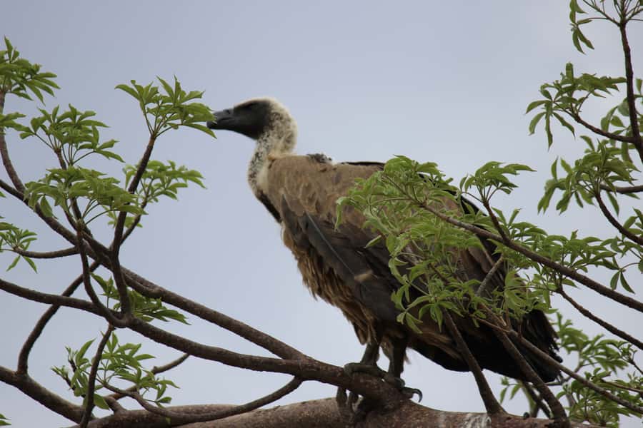 Chobe National Park: Game Drive, Boat Tour, and Lunch - Why Chobe works so well from Victoria Falls