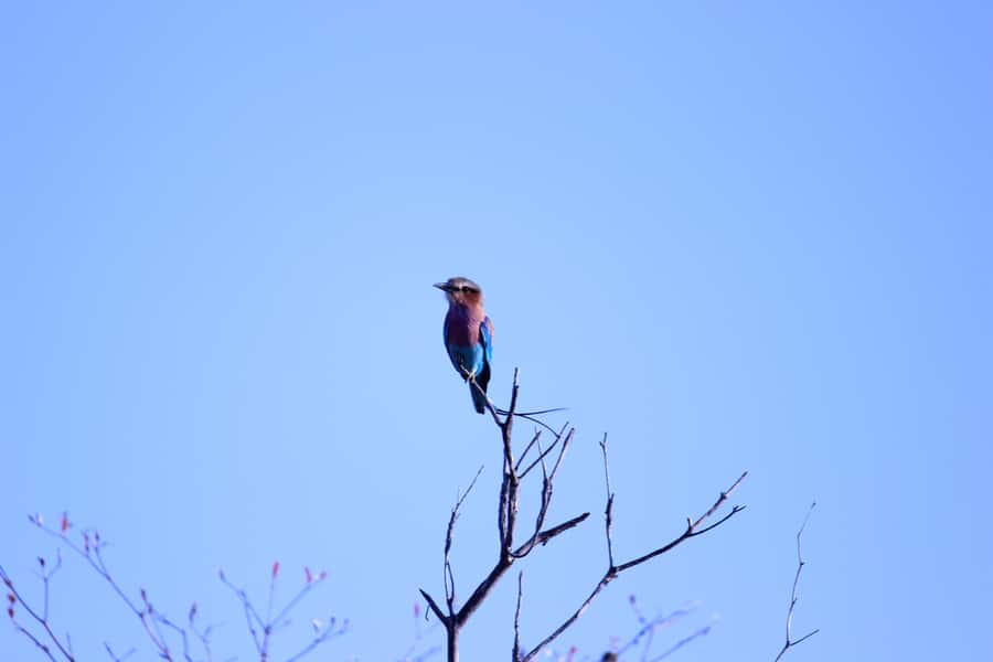 Chobe National Park: Game Drive, Boat Tour, and Lunch - The open-vehicle game drive in Chobe National Park