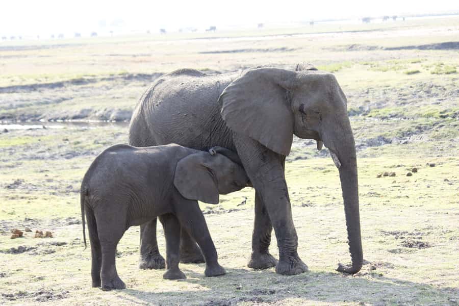 Chobe National Park: Game Drive, Boat Tour, and Lunch - Should you book the Chobe game drive and boat tour?