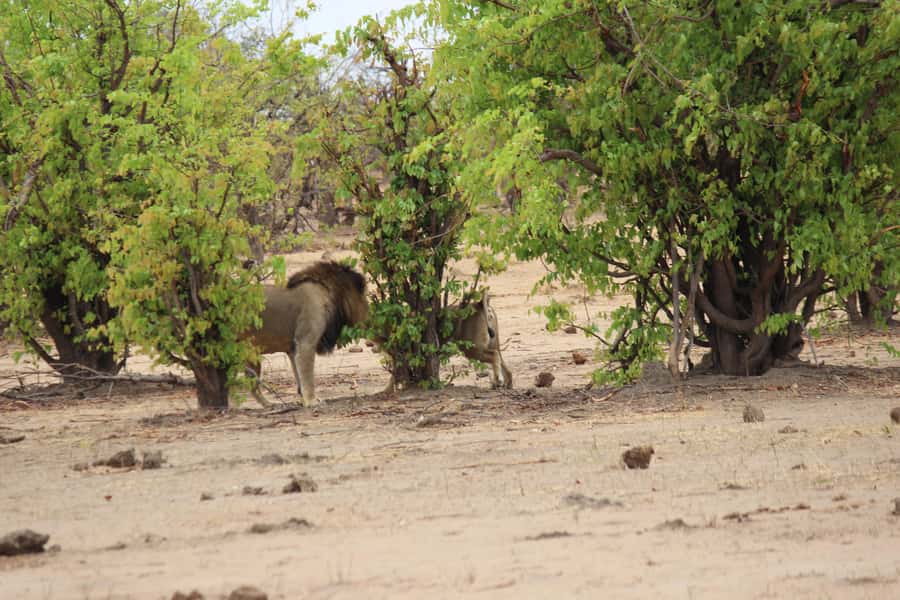 Chobe National Park: Game Drive, Boat Tour, and Lunch - The 80-kilometer morning drive to Kazungula