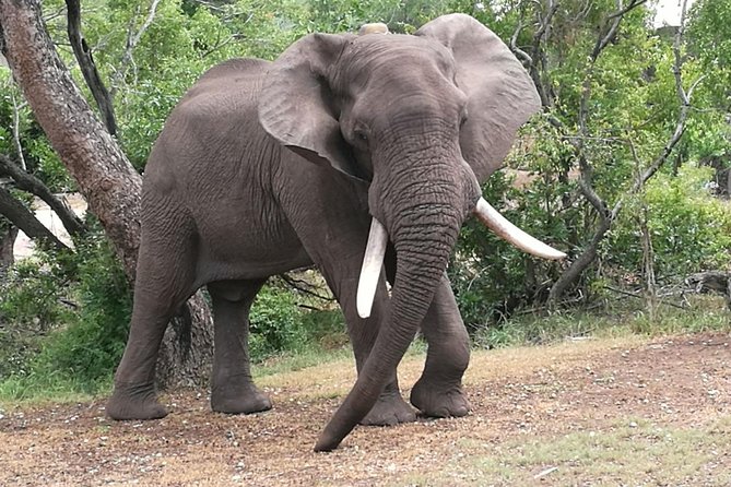 Chobe Safari Overnight Camping Trip - Why one night in Chobe changes the safari